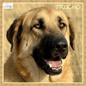 Trucho