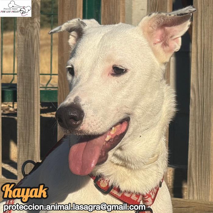 Kayak