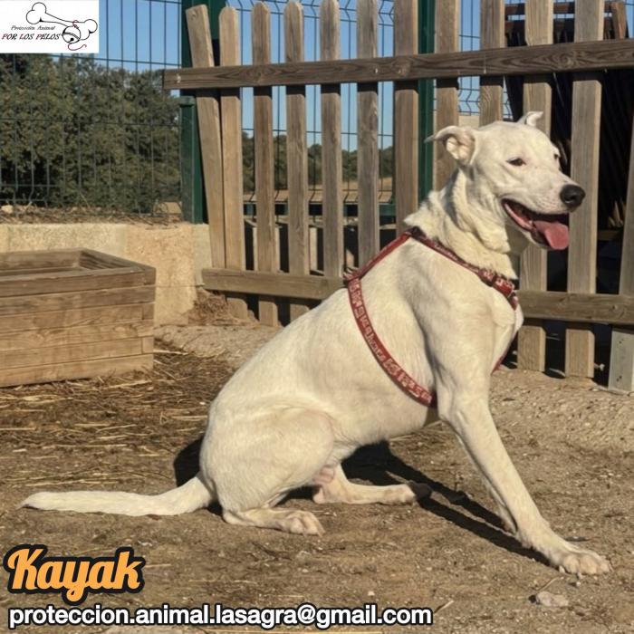 Kayak