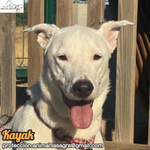 Kayak