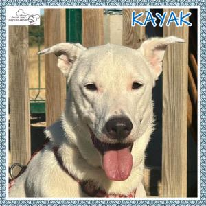 Kayak