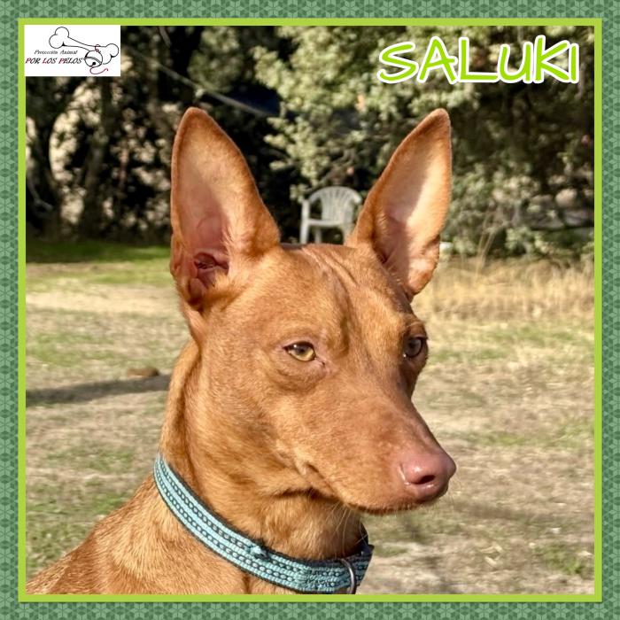 Saluki