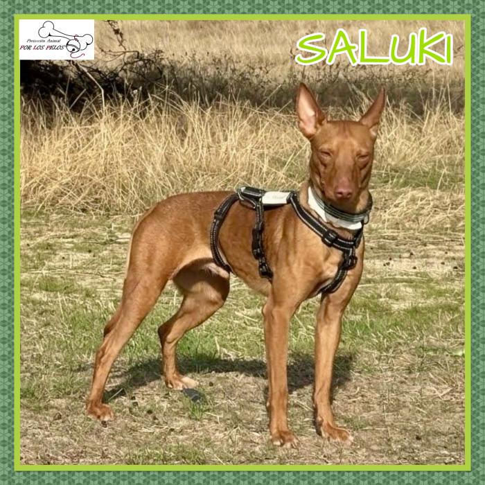 Saluki