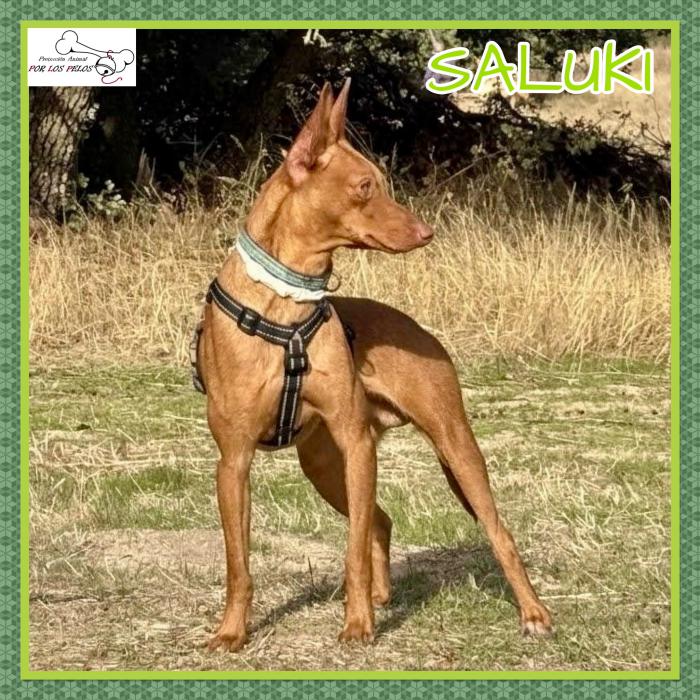 Saluki