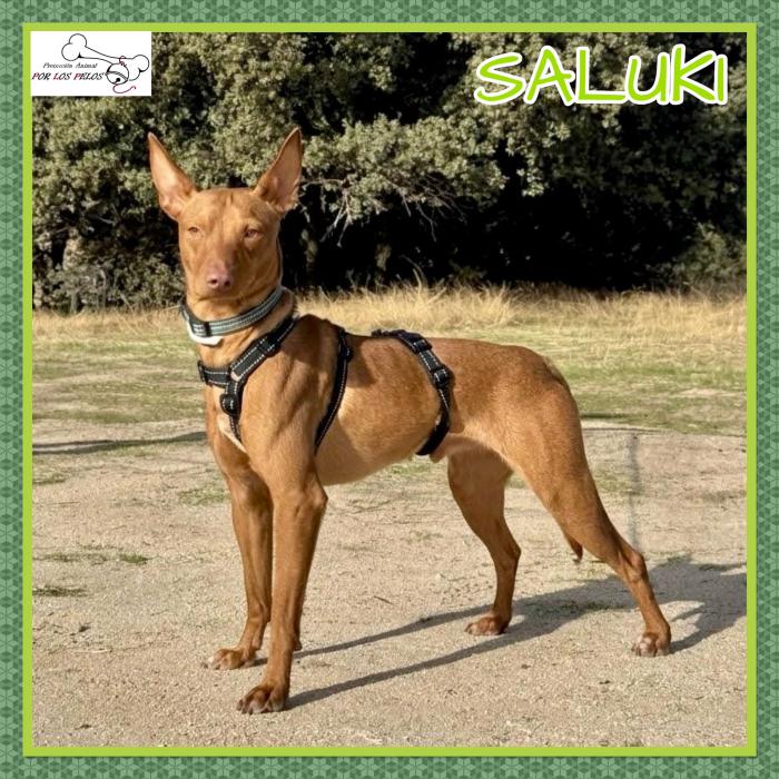 Saluki