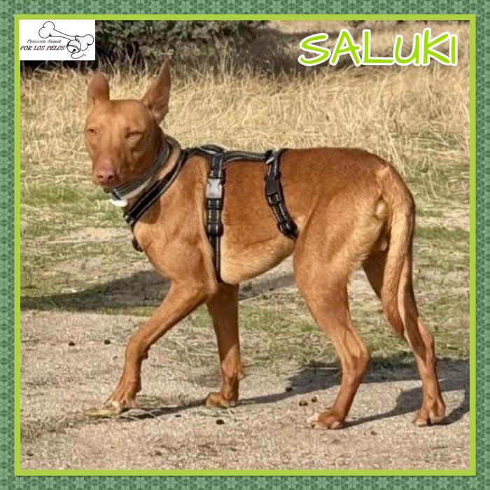 Saluki