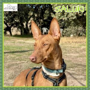 Saluki