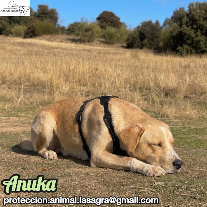 Anuka
