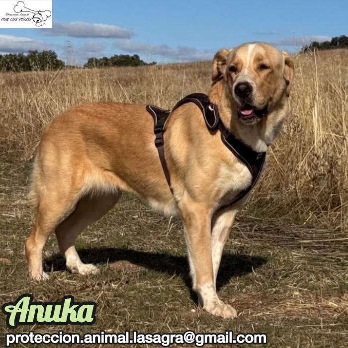 Anuka