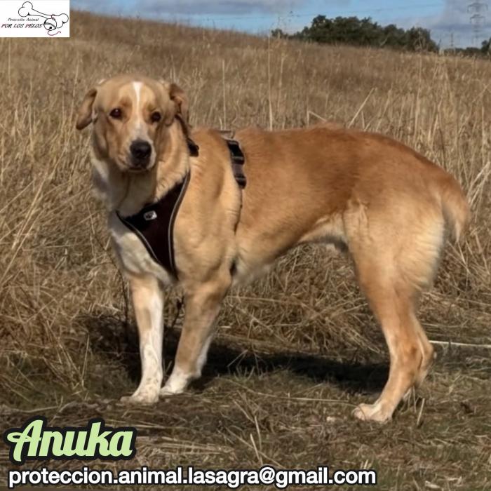 Anuka