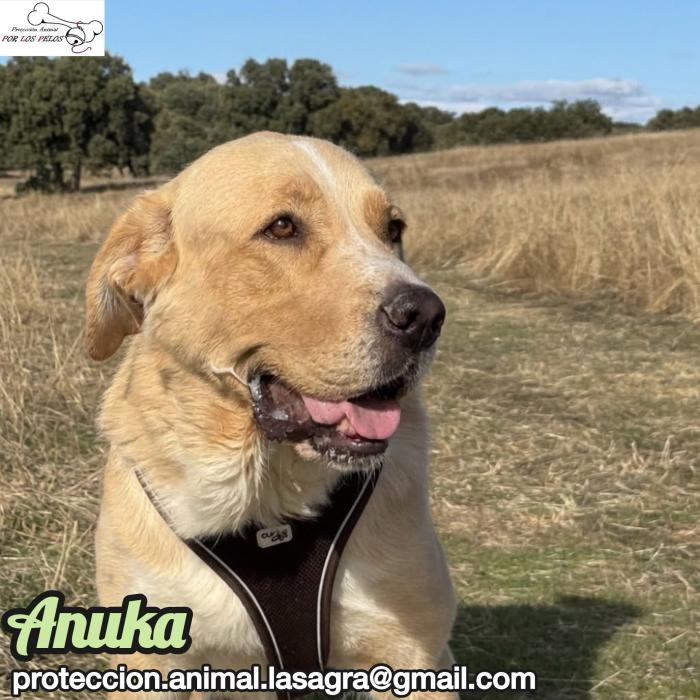 Anuka