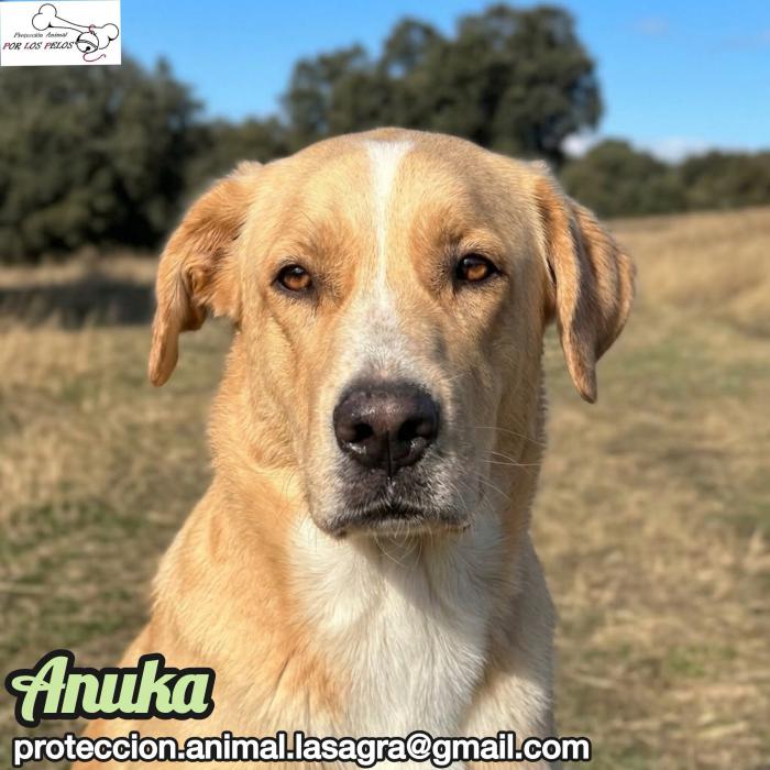 Anuka