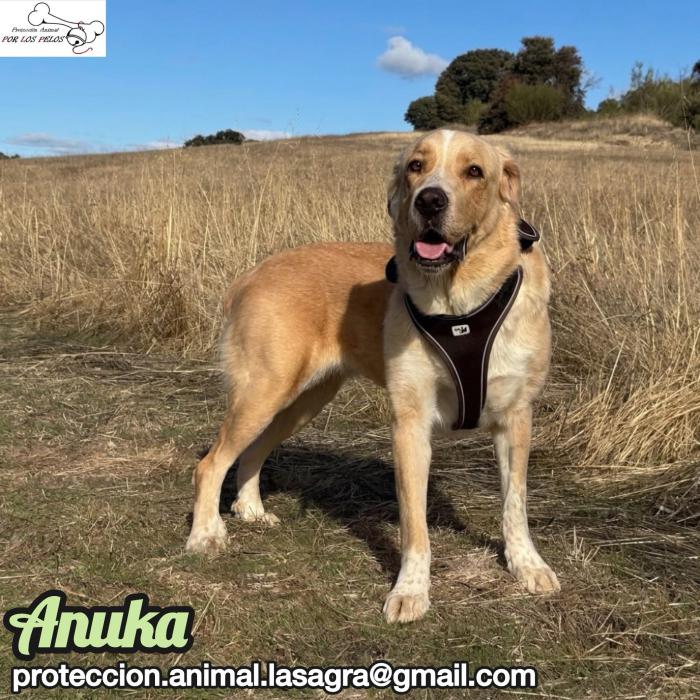 Anuka