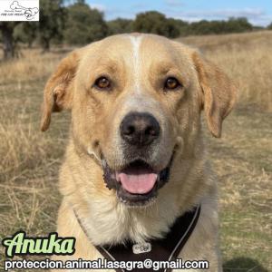 Anuka