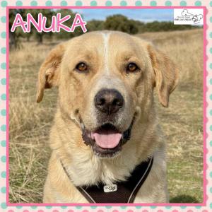 Anuka