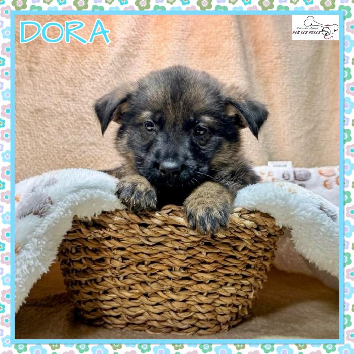 Dora