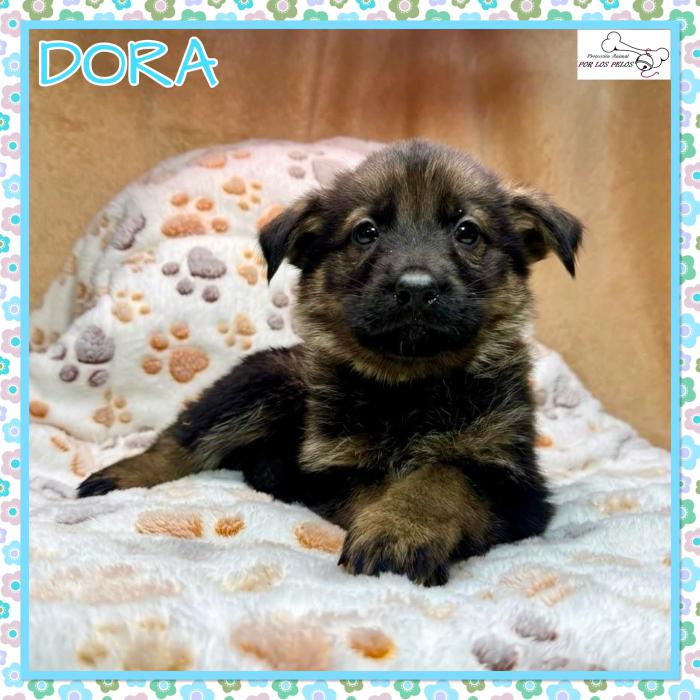 Dora
