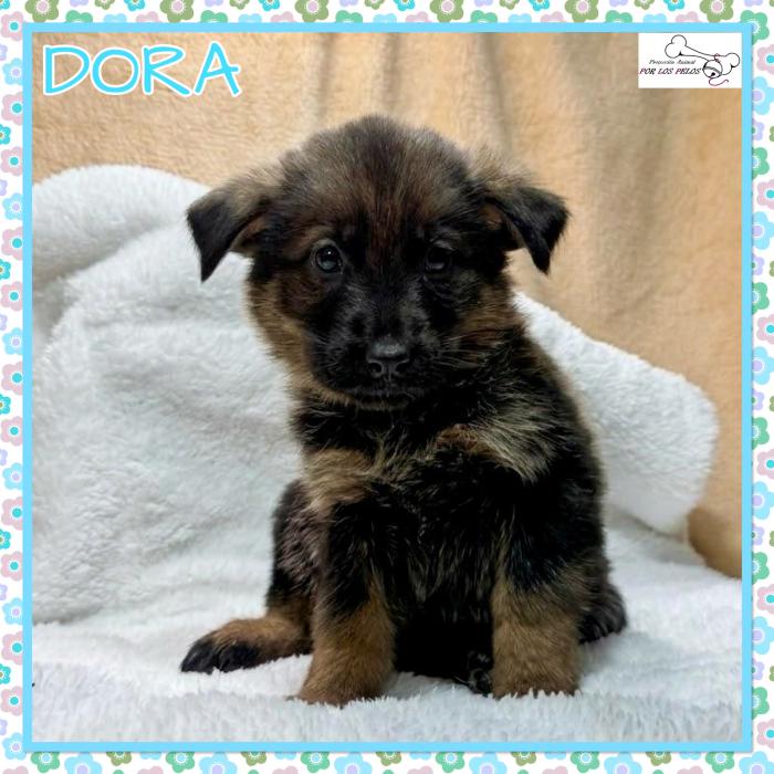 Dora