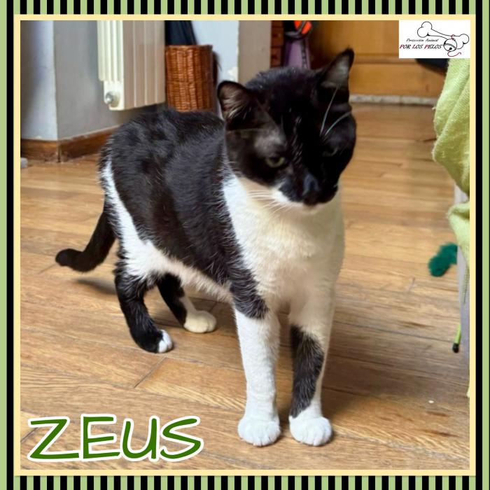 Zeus