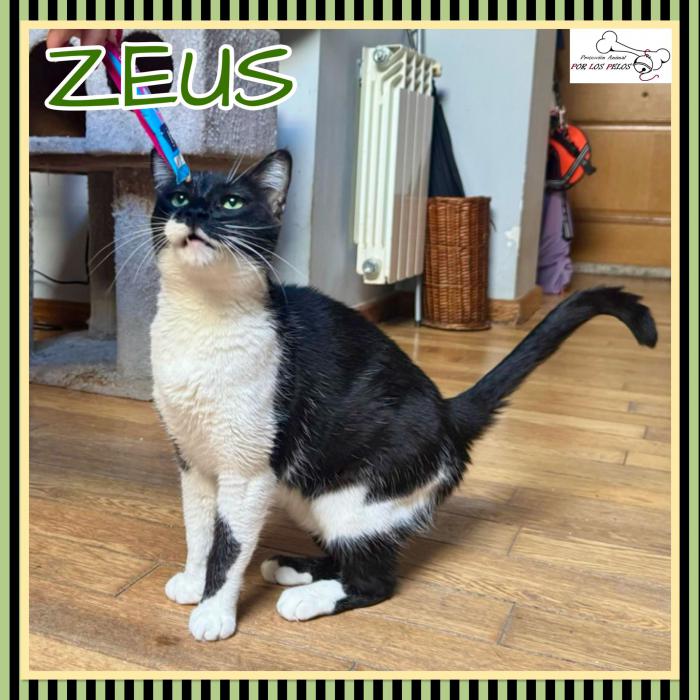 Zeus