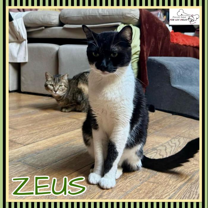 Zeus