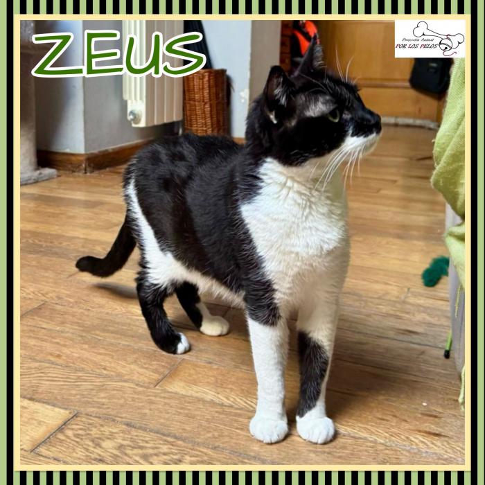 Zeus
