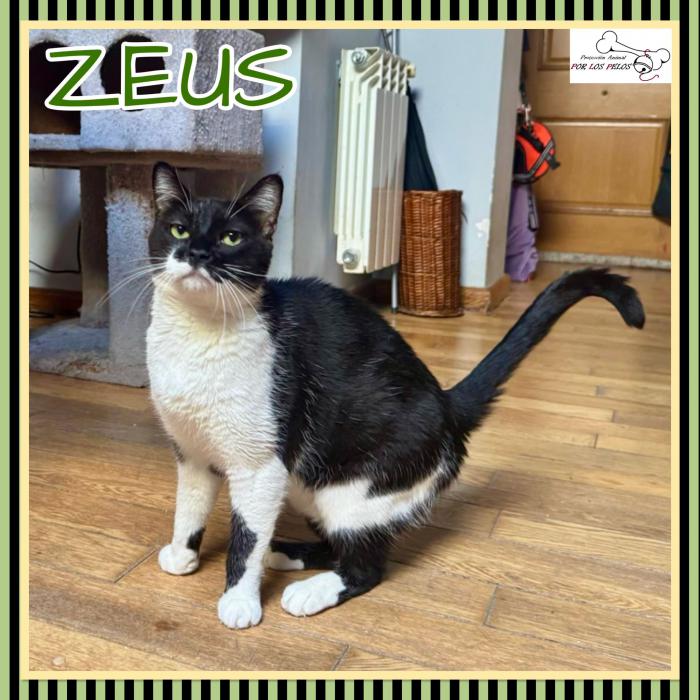Zeus
