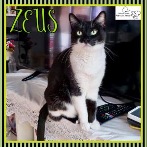 Zeus